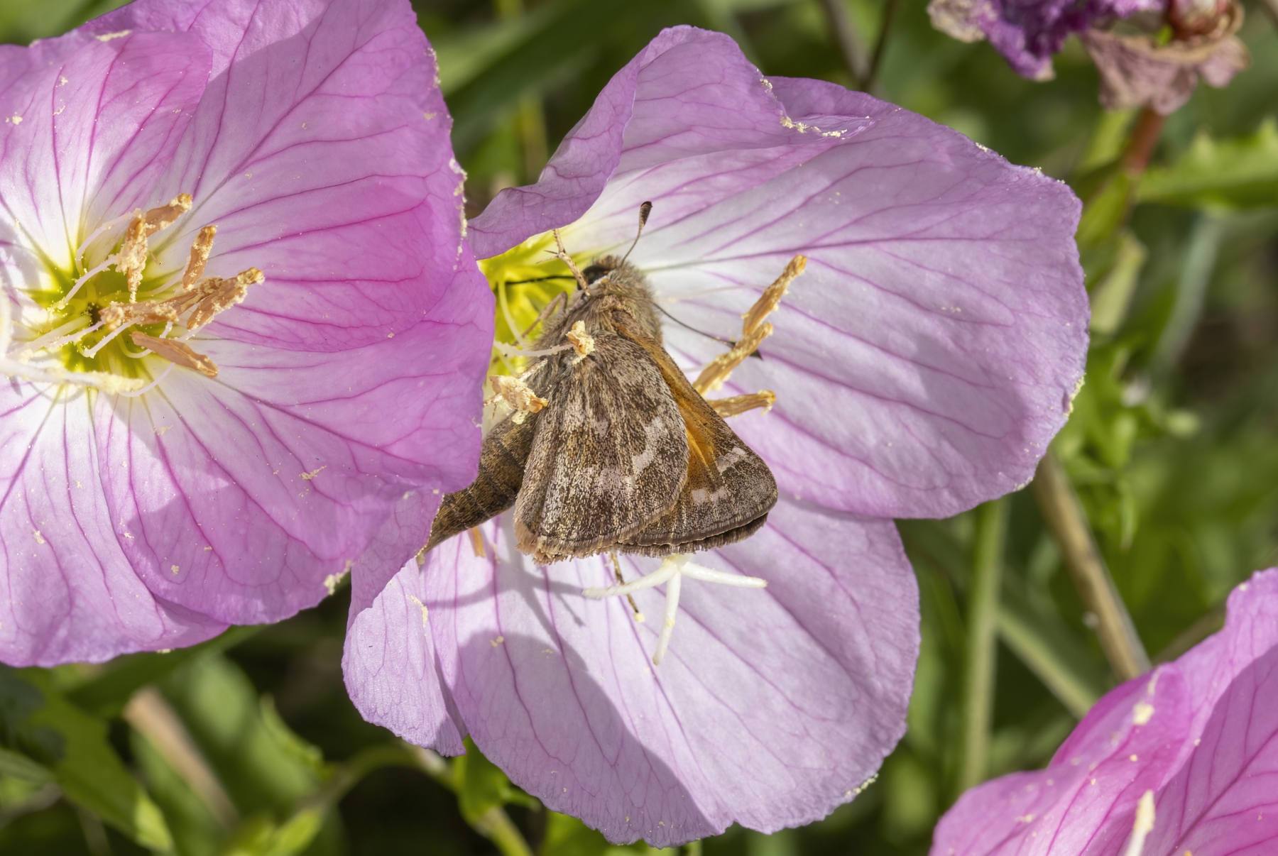 /gallery/north_america/USA/Texas/austin/Fiery Skipper Butterfly 2023-001_med.jpg